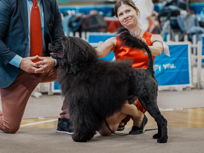 Portuguese Water Dog puppy for sale
