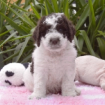 Cordoba – Spanish Water Dog, brown-white Portugiesischer Wasserhund Welpen kaufen