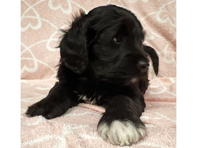 Portugiesischer Wasserhund Welpe zu verkaufen