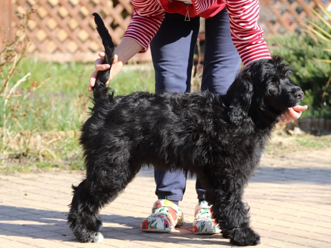 Portugiesischer Wasserhund Welpe zu verkaufen