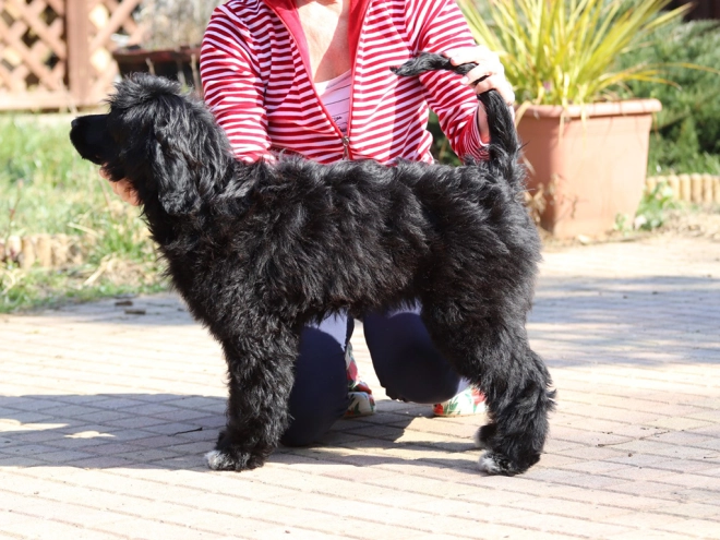 Portugiesischer Wasserhund Welpe zu verkaufen