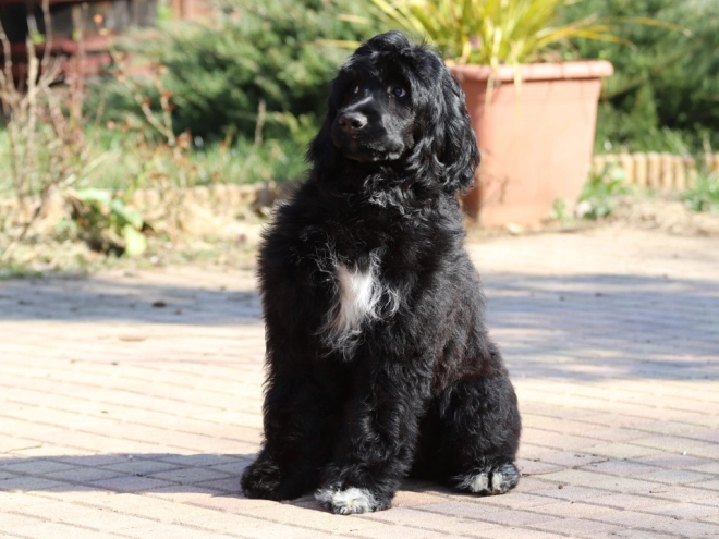 Portugiesischer Wasserhund Welpe zu verkaufen