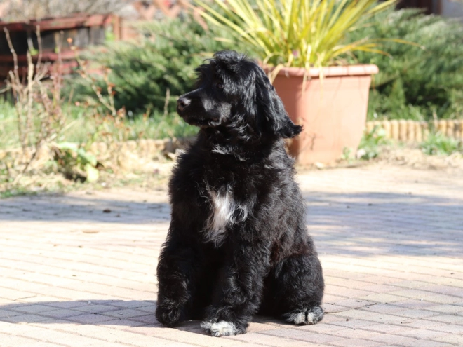 Portugiesischer Wasserhund Welpe zu verkaufen