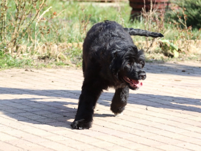 Portugiesischer Wasserhund Welpe zu verkaufen