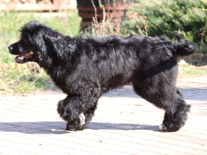 Portugiesischer Wasserhund Welpe zu verkaufen