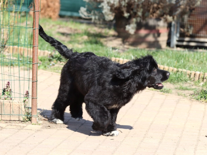 Portugiesischer Wasserhund Welpe zu verkaufen