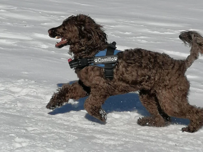 Portuguese Water Dog puppy for sale