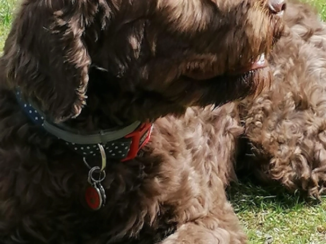 Portuguese Water Dog puppy for sale