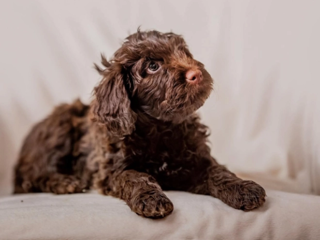 Portuguese Water Dog puppy for sale
