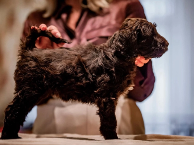Portuguese Water Dog puppy for sale