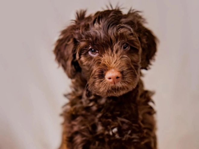 Portuguese Water Dog puppy for sale