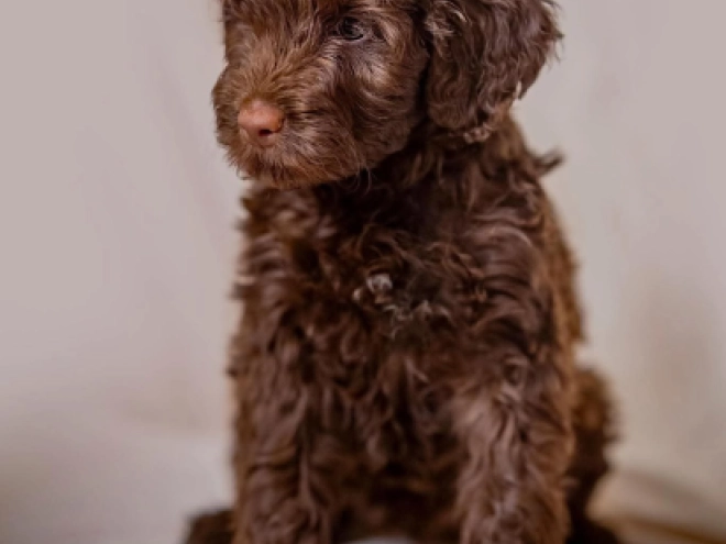 Portuguese Water Dog puppy for sale
