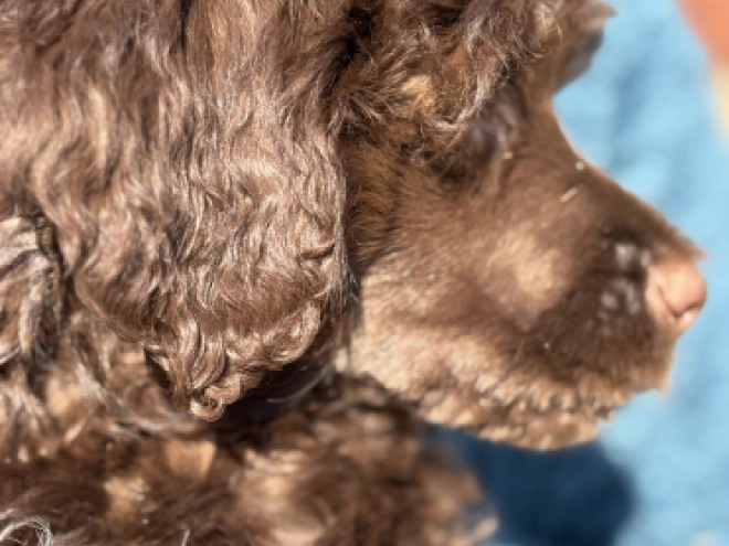 Portuguese Water Dog puppy for sale
