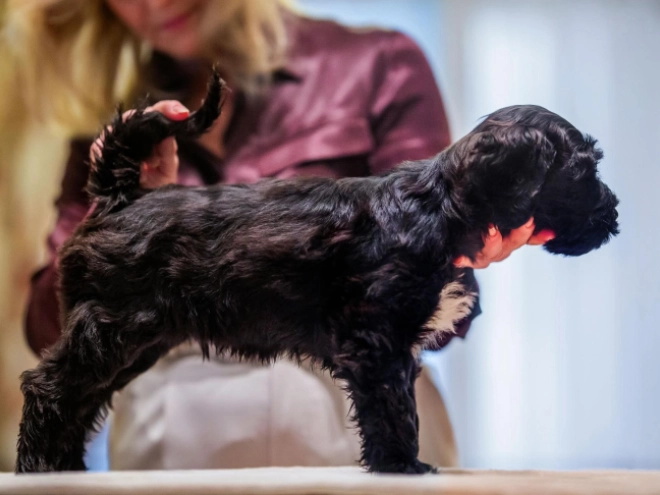 Perros Perro de Agua Portugués en venta