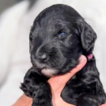 Bella, black Portuguese Water Dog for sale