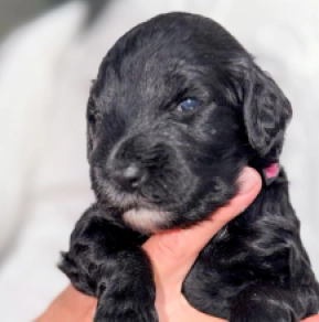 Portugiesischer Wasserhund Welpe kaufen