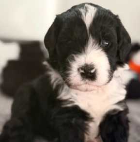 Portugiesischer Wasserhund Welpe kaufen