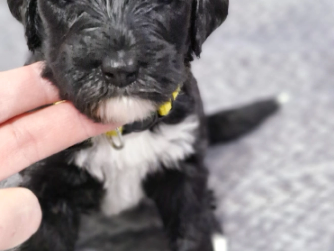 Portugiesischer Wasserhund Welpe kaufen