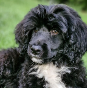 Portugiesischer Wasserhund Welpe kaufen