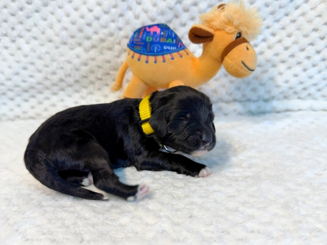 Portugiesischer Wasserhund Welpe kaufen