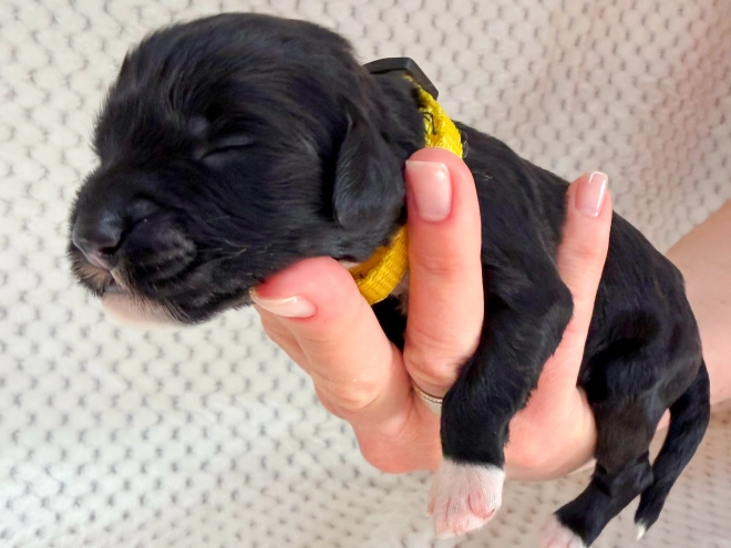 Portugiesischer Wasserhund Welpe kaufen