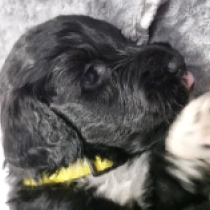 Bingo, black Portuguese Water Dog for sale