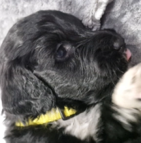 Portugiesischer Wasserhund Welpe kaufen