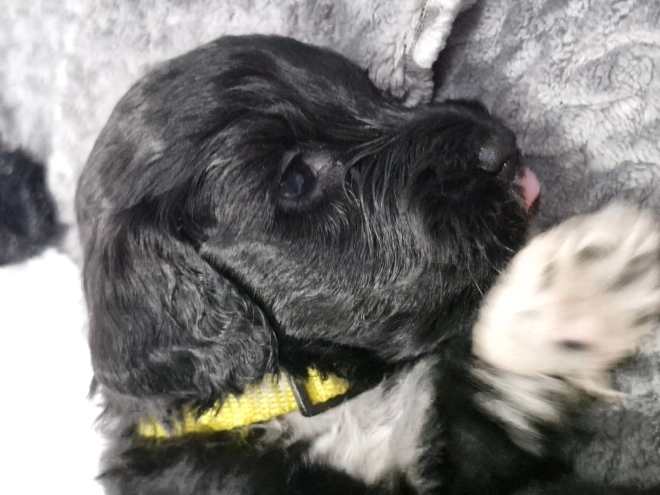 Portugiesischer Wasserhund Welpe kaufen