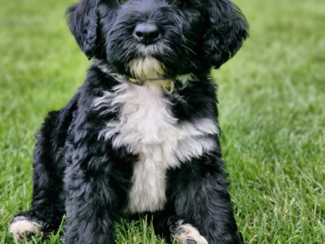 Portugiesischer Wasserhund Welpe kaufen