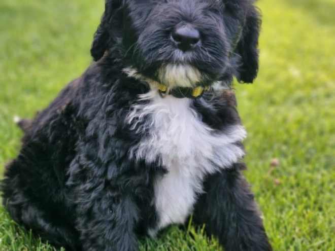 Portugiesischer Wasserhund Welpe kaufen