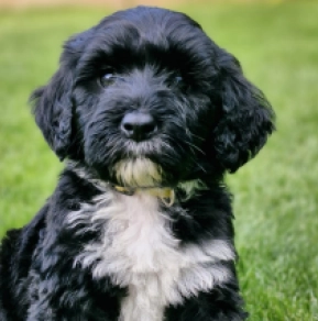 Portuguese Water Dog puppy for sale