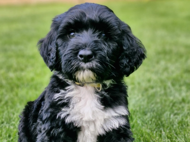 Portugiesischer Wasserhund Welpe kaufen