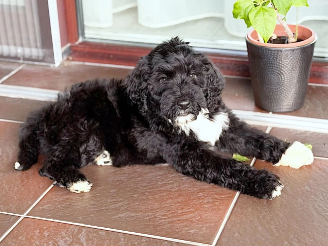 Portugiesischer Wasserhund Welpe kaufen