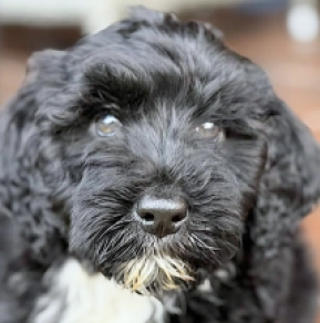 Portugiesischer Wasserhund Welpe kaufen