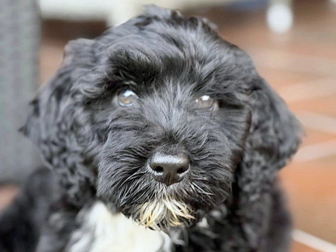 Portugiesischer Wasserhund Welpe kaufen