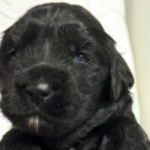 Brandon, black Portuguese Water Dog for sale
