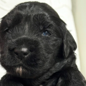 Portugiesischer Wasserhund Welpe kaufen