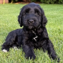 Brandon, black Portuguese Water Dog for sale