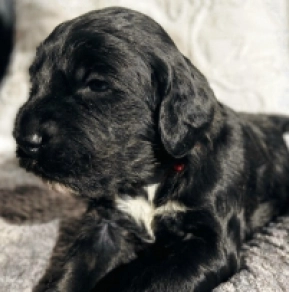 Portugiesischer Wasserhund Welpe kaufen
