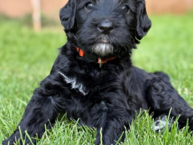 Portuguese Water Dog puppy for sale