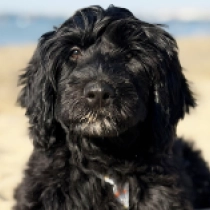 Bailey, black Perro de Agua Portugués en venta