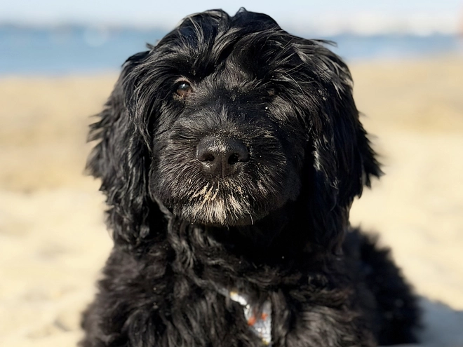Perros Perro de Agua Portugués en venta
