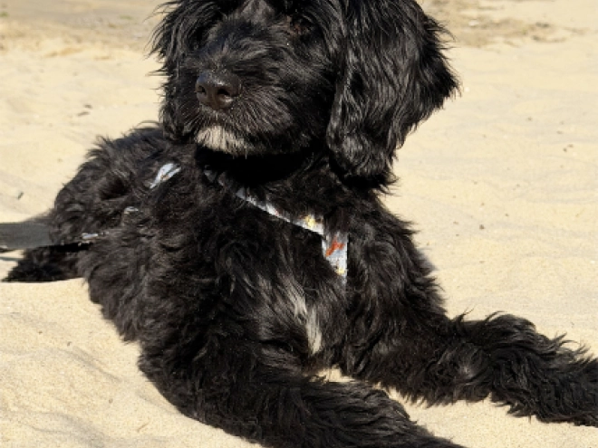 Perros Perro de Agua Portugués en venta