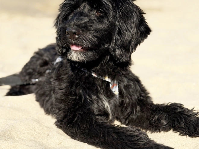 Perros Perro de Agua Portugués en venta