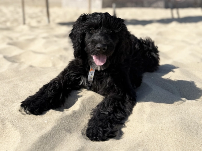 Perros Perro de Agua Portugués en venta