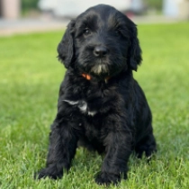 Bailey, black Portuguese Water Dog for sale