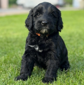 Portuguese Water Dog puppy for sale