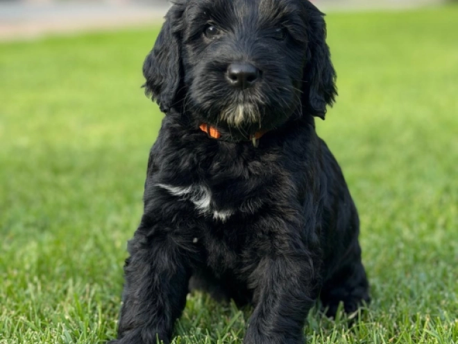 Portuguese Water Dog puppy for sale
