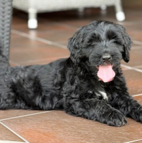 Portugiesischer Wasserhund Welpe kaufen