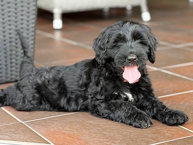 Portuguese Water Dog puppy for sale